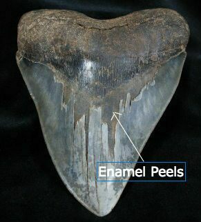Megalodon tooth with enamel peels.